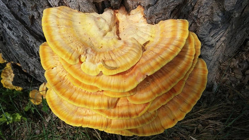 champignon Reishi