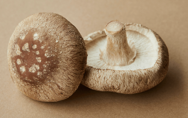 Reishi champignon immortalité