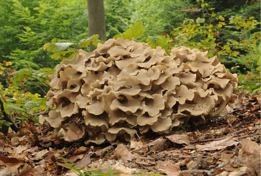 Polyporus umbellatus : Le champignon médicinal méconnu aux propriétés impressionnantes