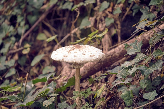 Le champignon du soleil : Un trésor de la nature aux multiples vertus médicinales