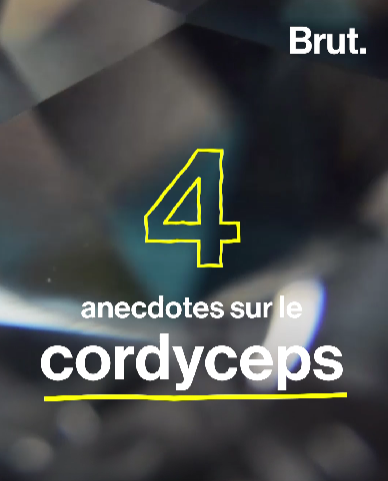 Cordyceps